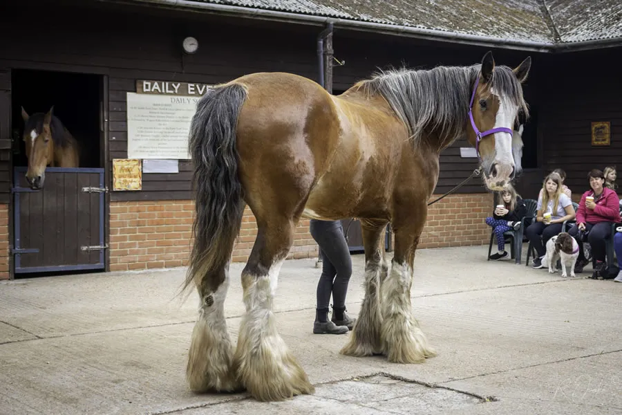Buddy - Dorset Heavy Horse Farm Park