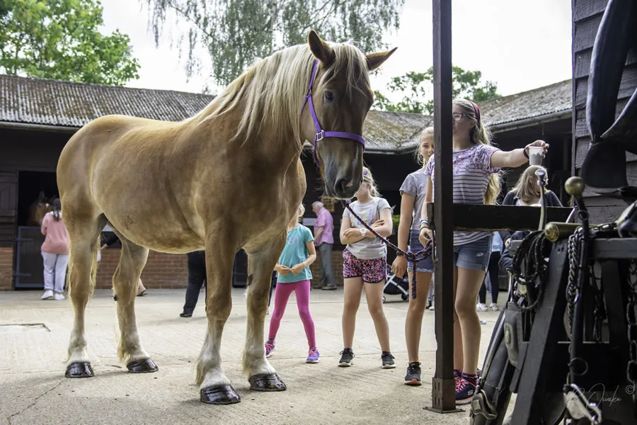 Uno - Dorset Heavy Horse Farm Park
