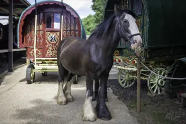 Dorset Heavy Horse Farm Park - Vintage Displays